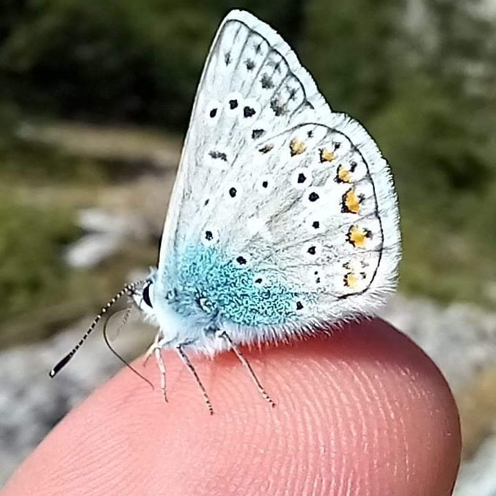 Petite image en haut à droite