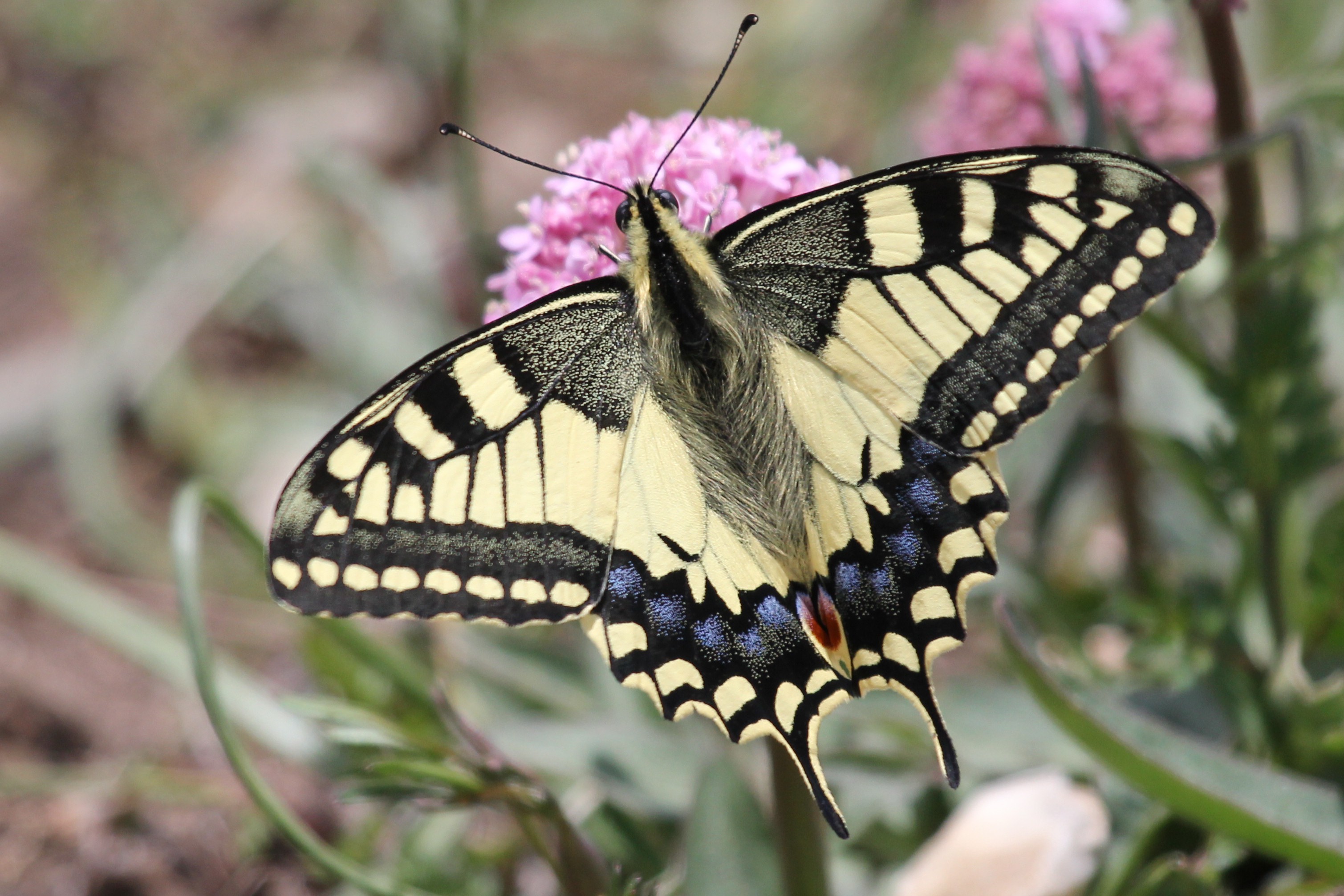 Papillon en pleine nature